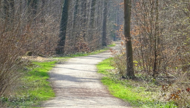 Waldweg