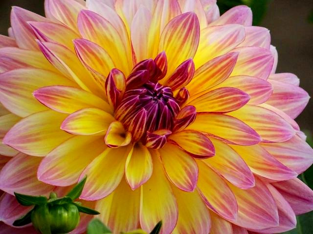 Dahlie