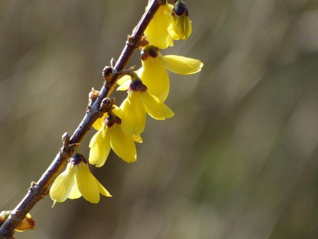 Forsythie