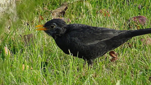 Amsel