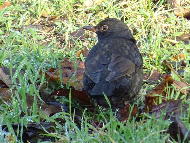 Amsel