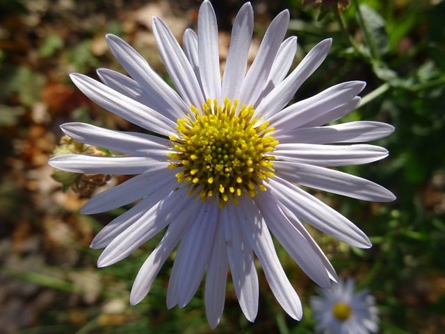 Blüte