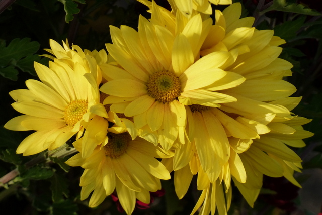 Die letzten Blüten im November