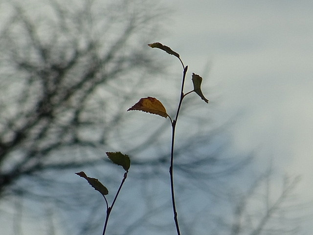 Die letzten Herbstblätter