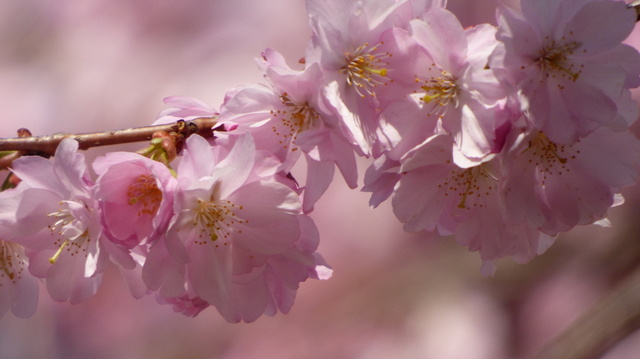 Kirschblüten