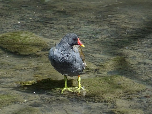 Teichhuhn