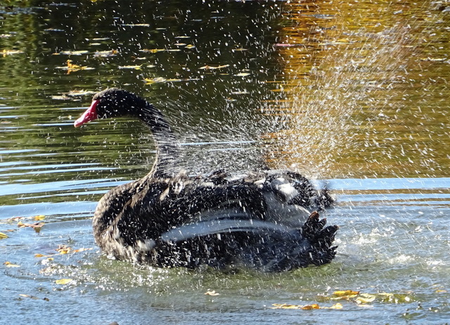 Trauerschwan badet