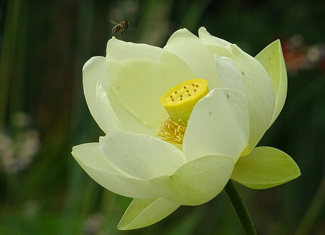Lotus