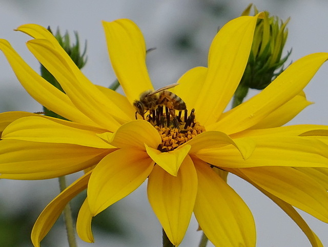 Helianthus Tuberosus