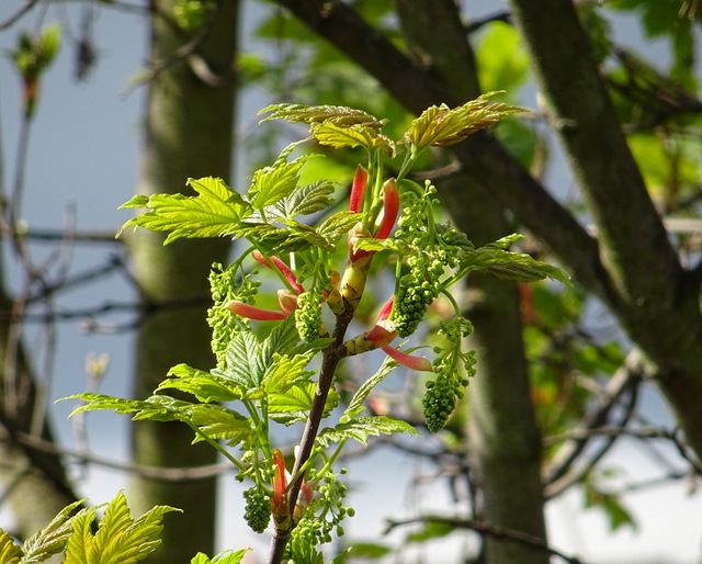 Kanadischer Zuckerahorn