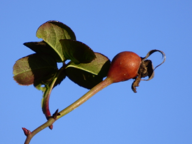 Hagebutte einer Rose