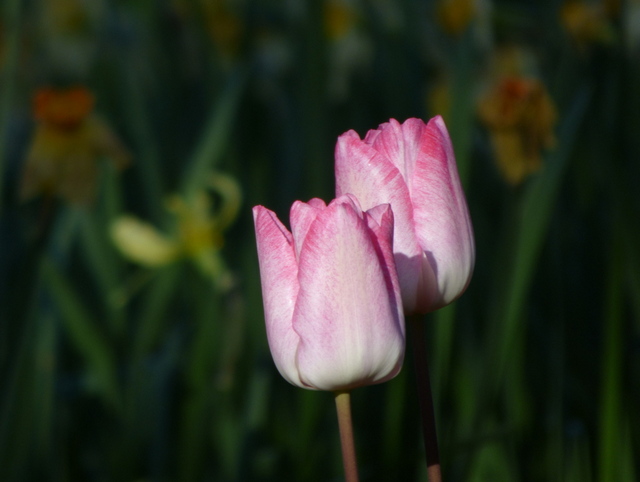 Tulpen