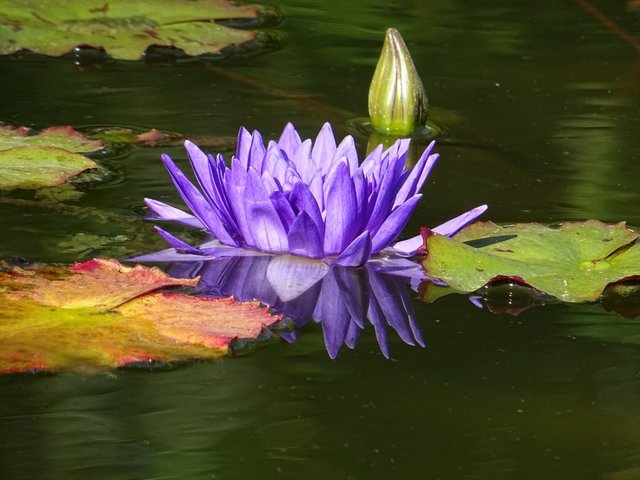 Seerose