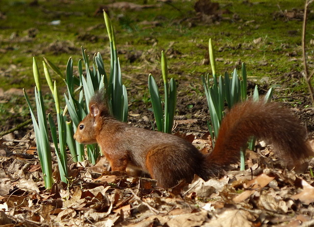 Eichhörnchen