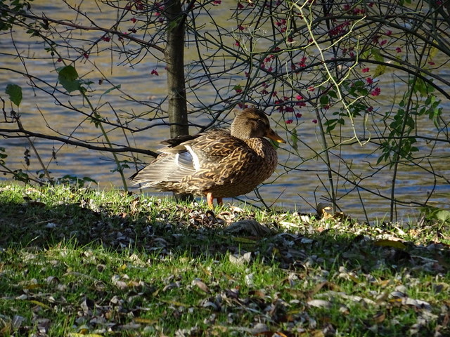 Ente