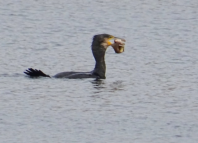 Kormoran mit Fisch