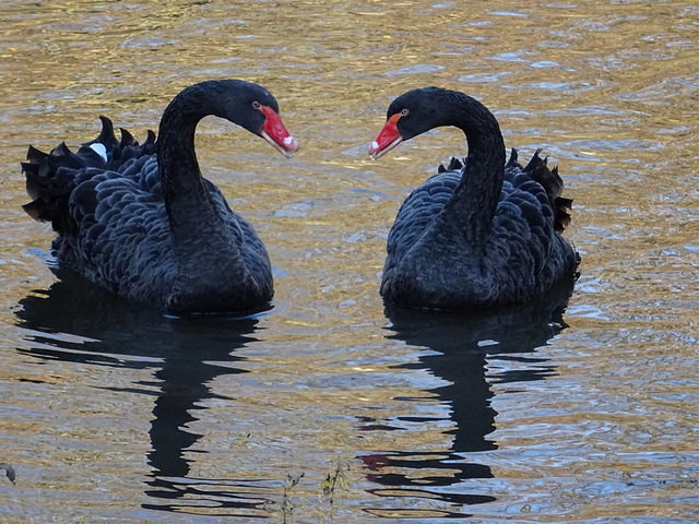 Trauerschwäne
