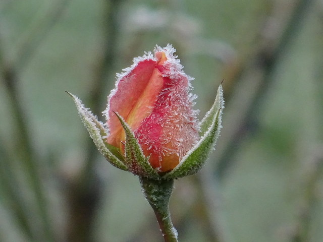Rose mit Raureif