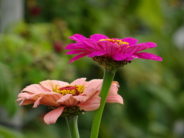 Zinnien
