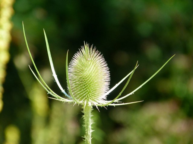 Wilde Karde