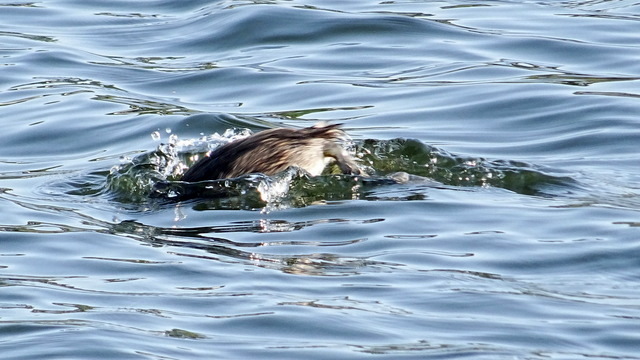 Gluck gluck der Haubentaucher gleich ist er weg