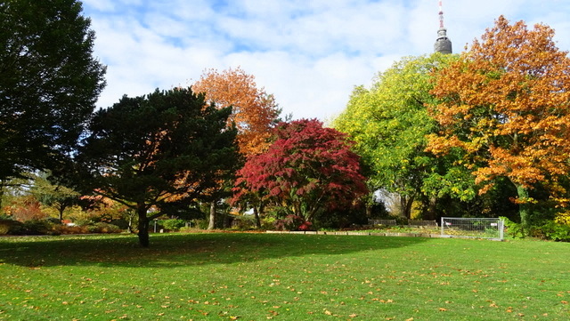 Herbstbäume