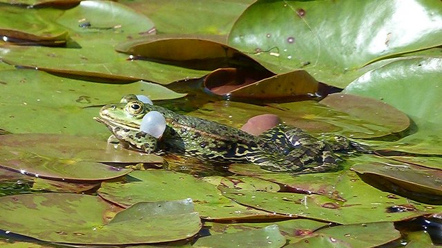 Frosch