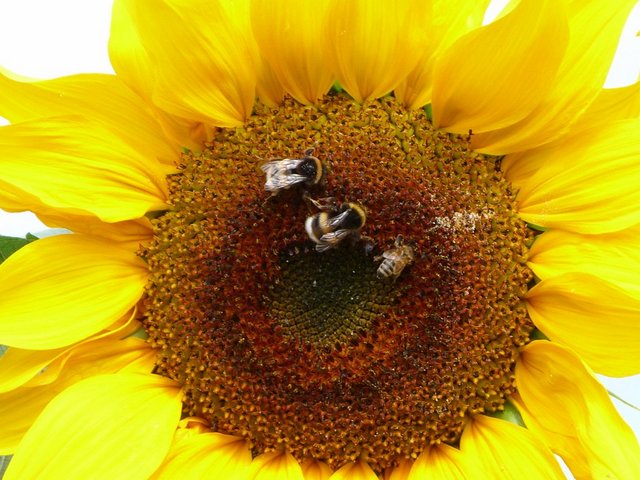 Sonnenblume
