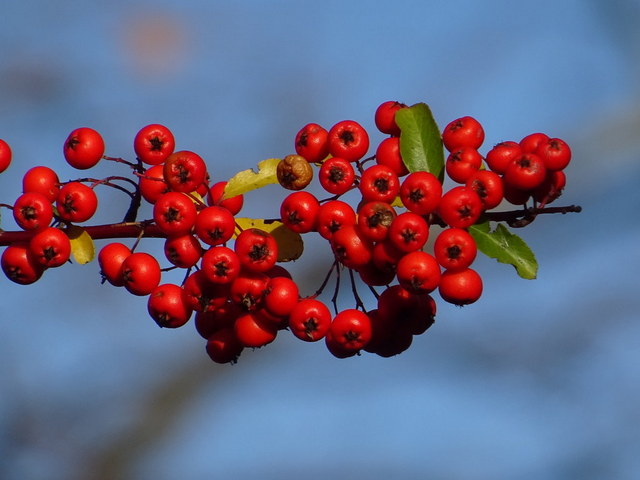 Beeren