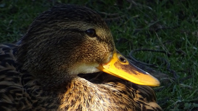 Ente im Licht und Schatten
