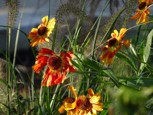 Blüten im November
