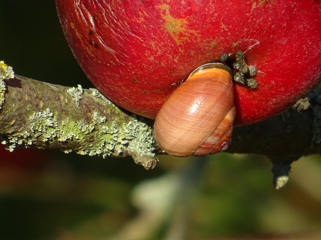 Schnecke am Apfel