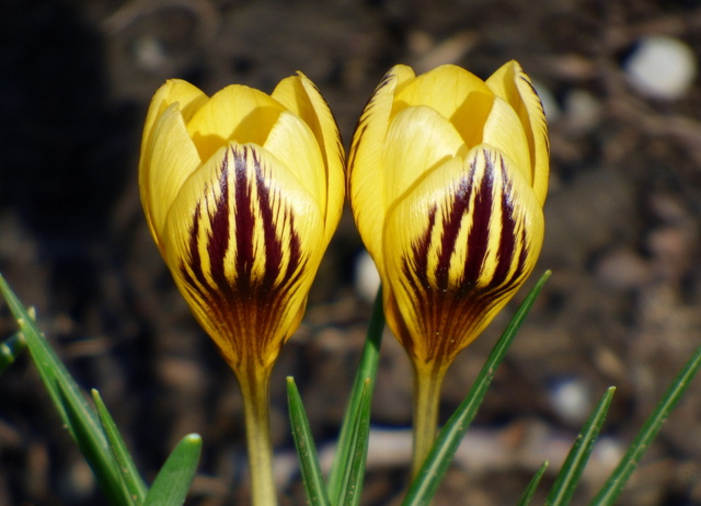 Krokusse