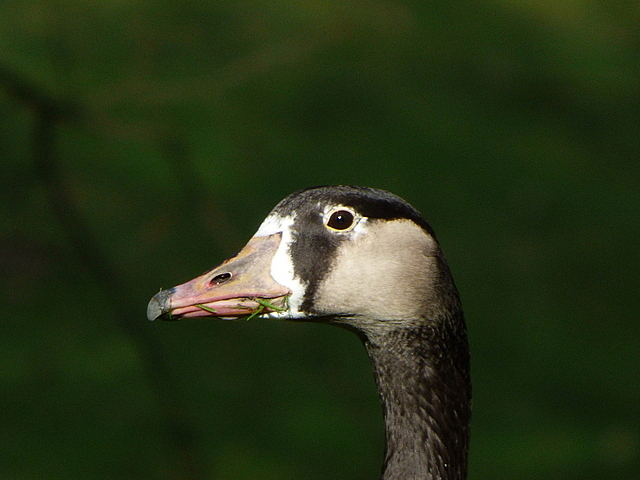 Portrait Kanadagans