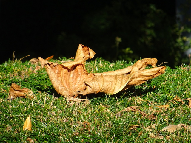 Herbstblatt