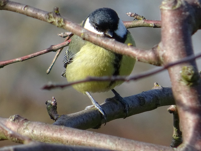 Kohlmeise