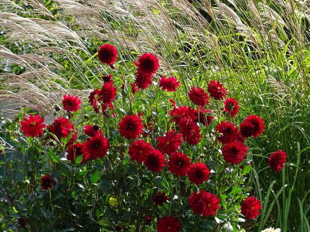 Dahlien im Wind
