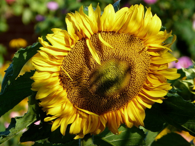Sonnenblume