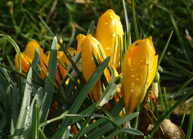 Krokusse mit Regentropfen