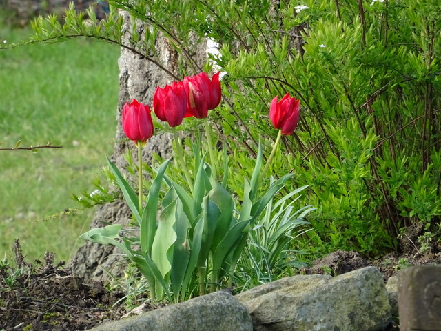 Tulpen