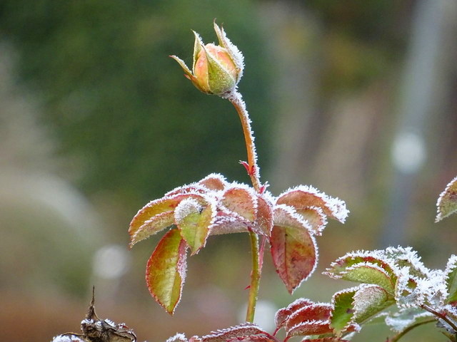 Rosenknospe gefroren