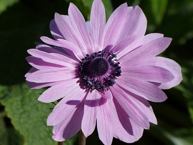 Anemone