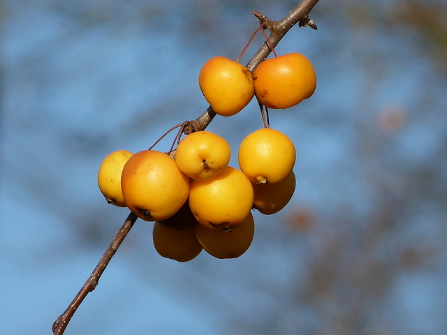 Zieräpfel