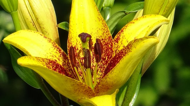 Lilienstempel