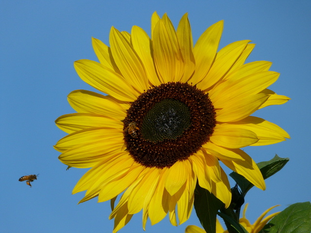 Sonnenblume