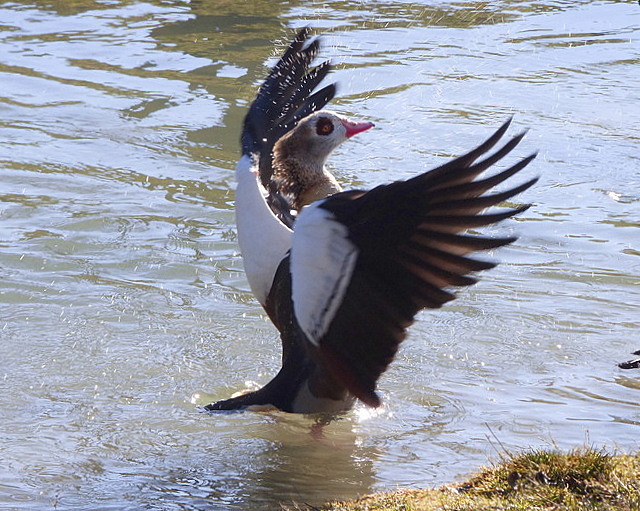 Nilgans badet