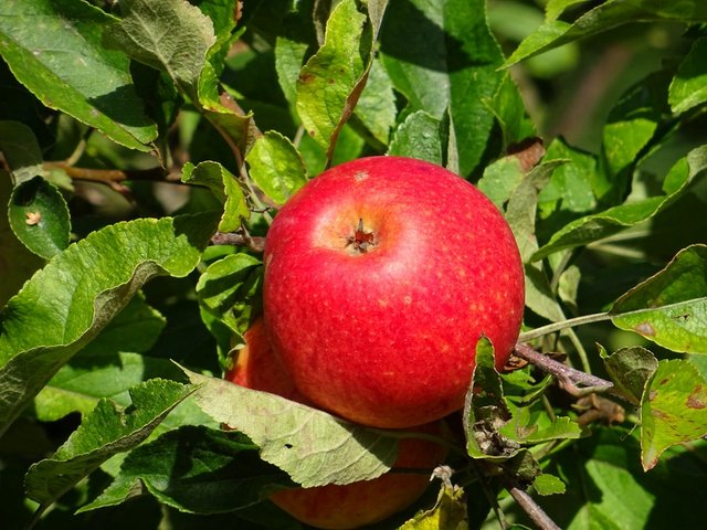 Liebesapfel