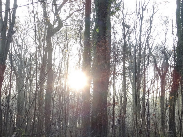 Sonne im Wald