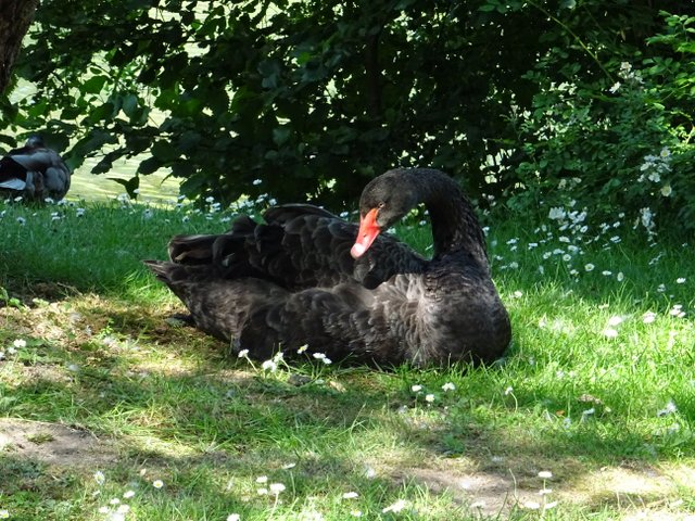 Trauerschwan