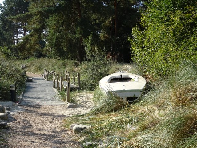 Dünenlandschaft im Rombergpark